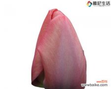 郁金香小黑人 探秘郁金香小黑人的花语