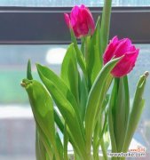 春季种植郁金香的步骤与技巧 郁金香的种植时机及其意义