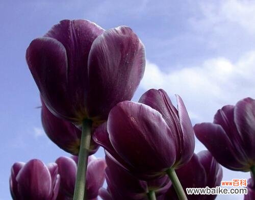 从花语探索郁金香的美丽与意义 郁金香花语与花卉文化