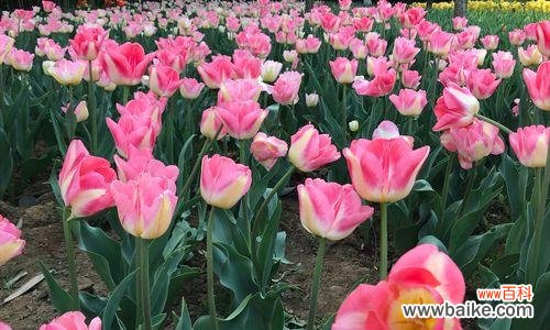 郁金香25朵花语之纯真 郁金香25朵花语