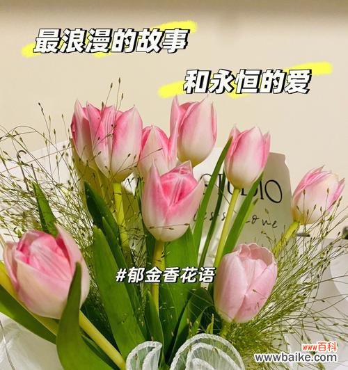 郁金香25朵花语之纯真 郁金香25朵花语