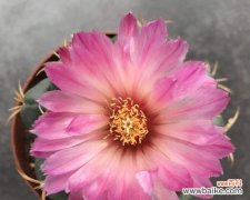 探究玉翁仙人球的花语与意义 玉翁仙人球花语