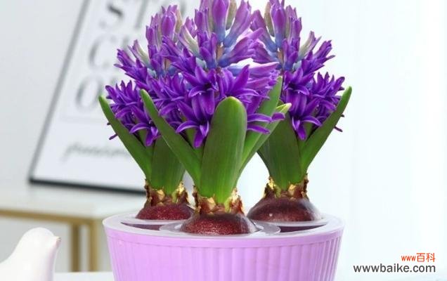 探寻风信子的浪漫花语 风信子鲜花的花语及象征意义