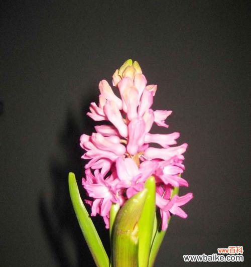 探寻风信子的浪漫花语 风信子鲜花的花语及象征意义