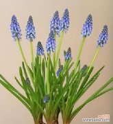 探索风信子的花语与文化内涵 风信子