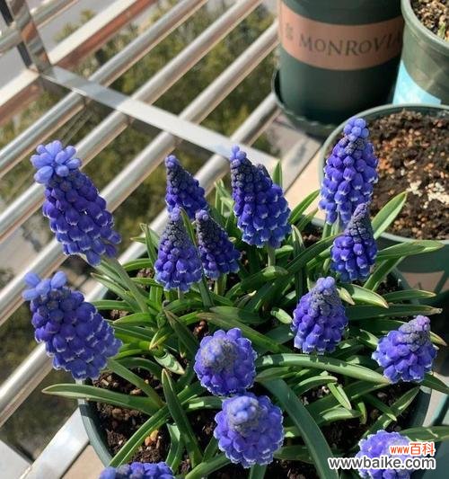 以风信子颜色为线索 风信子的色彩意义