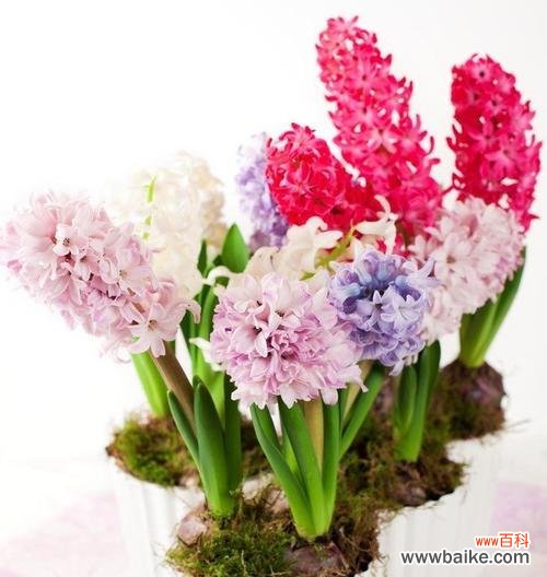 以风信子颜色为线索 风信子的色彩意义