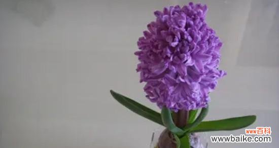 春天的使者 探索风信子颜色的意义——从花海中感受生命之美