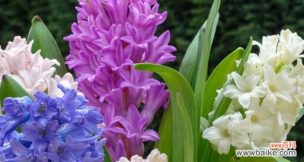 追寻春天的足迹 风信子花语之美——花开花谢的生命意义