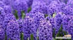 春天的芳香 风信子花语小说