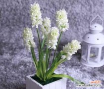 内在象征义与美丽花朵的魅力 风信子