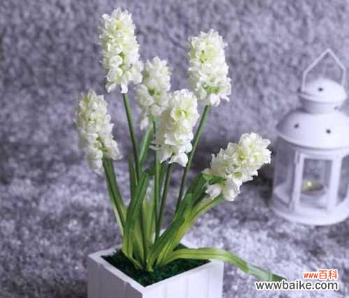 内在象征义与美丽花朵的魅力 风信子