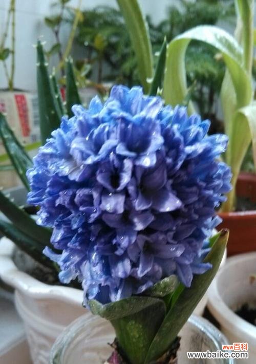 揭秘风信子背后的神秘力量与浪漫故事 风信子的象征意义及美丽传说