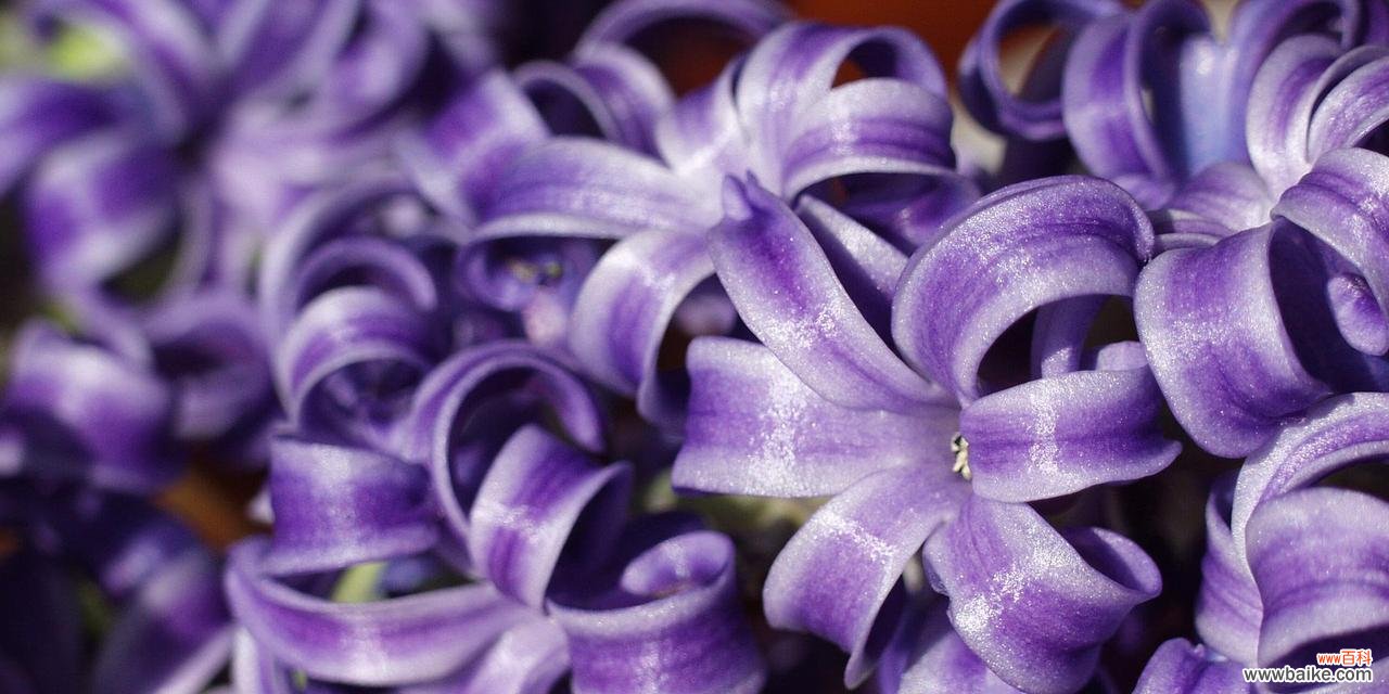 揭秘风信子背后的神秘力量与浪漫故事 风信子的象征意义及美丽传说