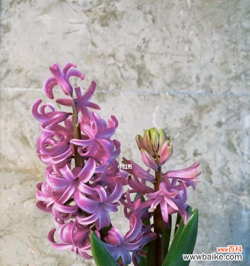 揭秘风信子背后的神秘力量与浪漫故事 风信子的象征意义及美丽传说