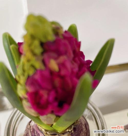 探寻花卉中的自由和独立 风信子开花的寓意与象征意义