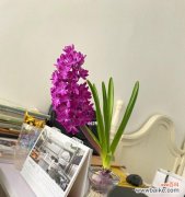 探寻花卉中的自由和独立 风信子开花的寓意与象征意义