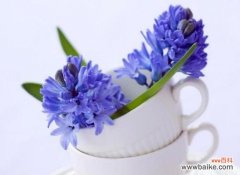 用风信子传递祝福与希望的五种颜色花语 风信子花语之祝福与希望