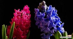 探寻风信子花语的深意 风信子花语——期待新生与希望的象征