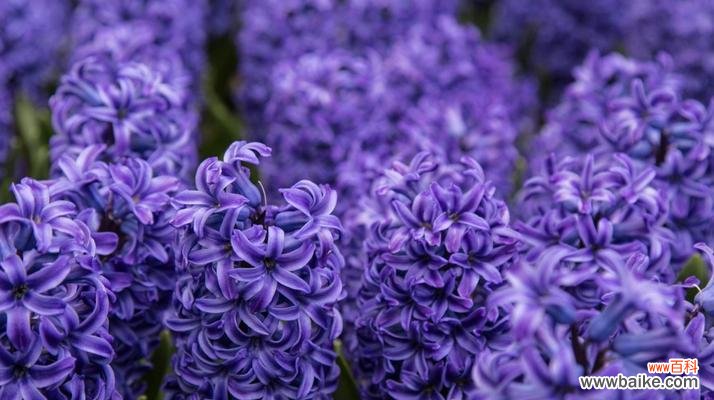 探索风信子花语的神秘密码 风信子花语的含义及象征