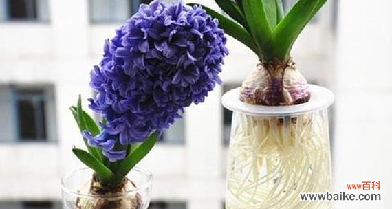 探索风信子花语的神秘密码 风信子花语的含义及象征