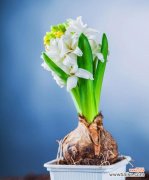 用风信子花语诉说生命的蜕变 风信子花语