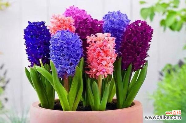 用风信子花语诉说生命的蜕变 风信子花语