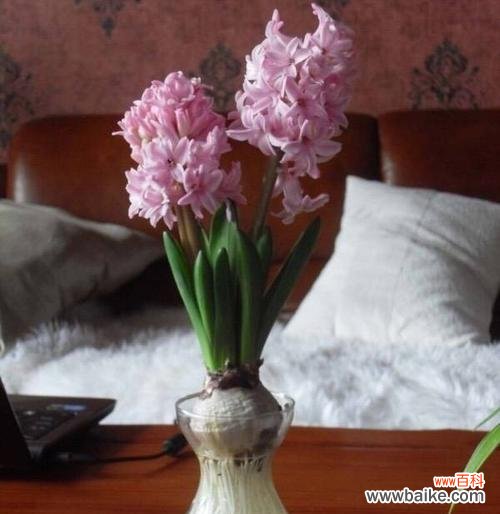 探秘风信子的象征意义及文化背景 风信子的花语与寓意