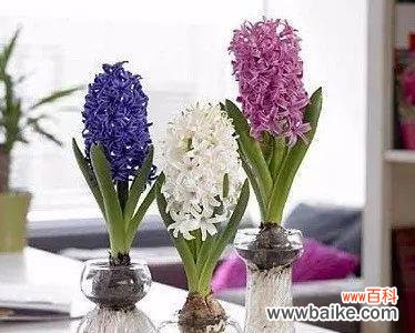 探秘风信子的象征意义及文化背景 风信子的花语与寓意