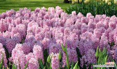 探索风信子花卉的诗意与象征 风信子的花语及寓意