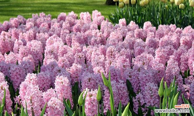 探索风信子花卉的诗意与象征 风信子的花语及寓意