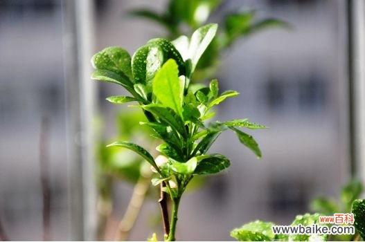 米兰花掉叶子怎么办？留意米兰花根系枯死