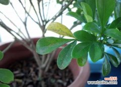 米兰花掉叶子怎么办？留意米兰花根系枯死