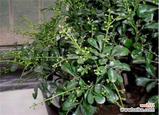 夜来香叶子焉了怎么办?叶子焉了原因及解决方法