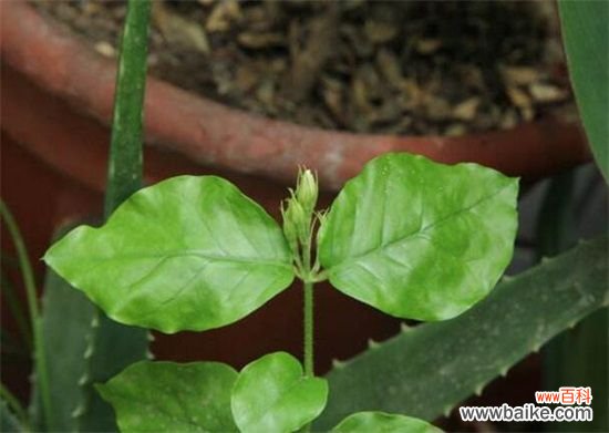 夜来香叶子焉了怎么办?叶子焉了原因及解决方法