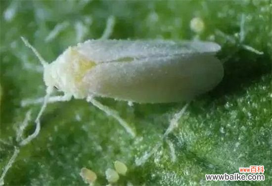 夜来香叶子焉了怎么办?叶子焉了原因及解决方法