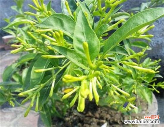 夜来香叶子焉了怎么办?叶子焉了原因及解决方法