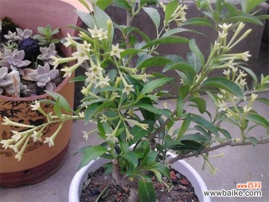 夜来香叶子焉了怎么办?叶子焉了原因及解决方法