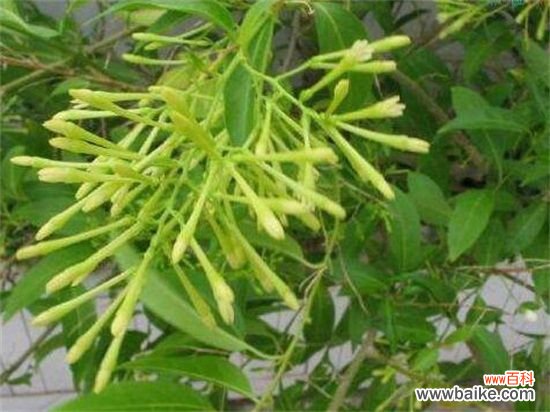 夜来香叶子焉了怎么办?叶子焉了原因及解决方法