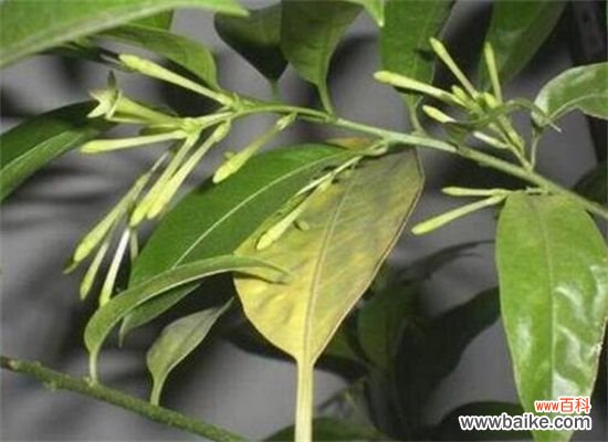 夜来香叶子焉了怎么办?叶子焉了原因及解决方法