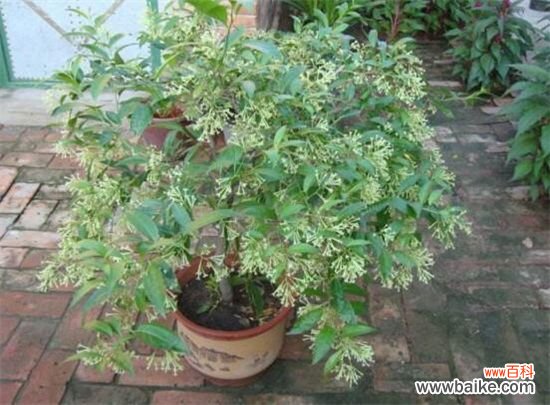 夜来香叶子焉了怎么办?叶子焉了原因及解决方法