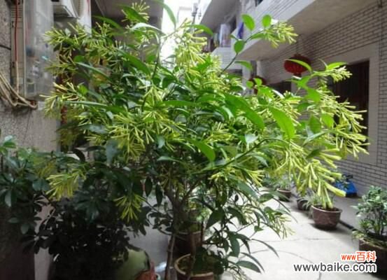 夜来香叶子发黄怎么办?4种方法对症下药