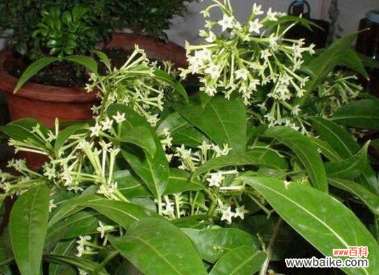 夜来香叶子发黄怎么办?4种方法对症下药