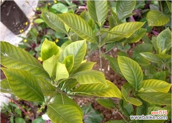 夜来香叶子发黄怎么办?4种方法对症下药