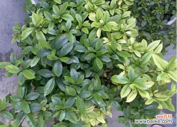 夜来香叶子发黄怎么办?4种方法对症下药