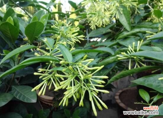 夜来香叶子发黄怎么办?4种方法对症下药