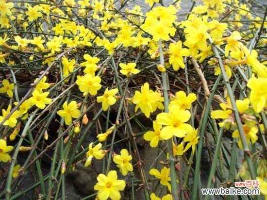 迎春枝繁叶茂不开花怎么办