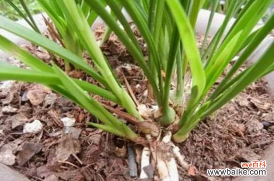 白兰花烂根怎么办?四种方法让它恢复生机