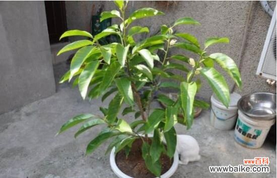 白兰花烂根怎么办?四种方法让它恢复生机