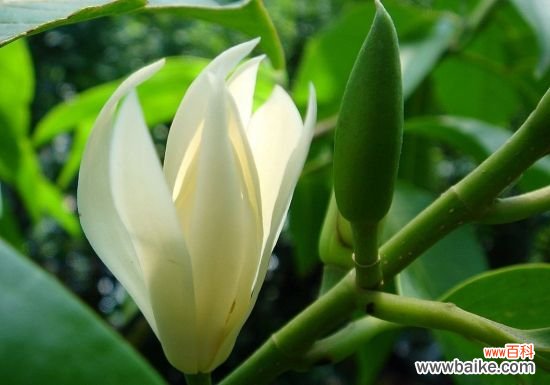 白兰花叶子发黄的原因分析和处理方法--超详尽